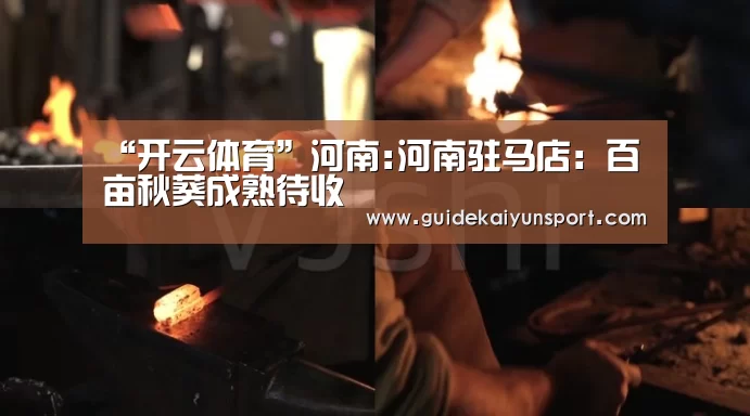 “开云体育”河南:河南驻马店:百亩秋葵成熟待收(图3) KAIYUN入口